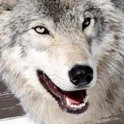 Πετσέτα Θαλάσσης Παιδική Βελουτέ Kids Bath 80 Cotton Viopros (70x140) 1Τεμ