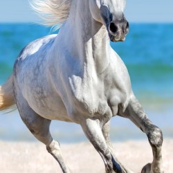 Πετσέτα Θαλάσσης Παιδική Βελουτέ Kids Bath 81 Cotton Viopros (70x140) 1Τεμ